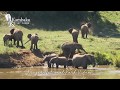 Animal Friends & Wildlife TV Background.