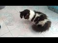 39+ Kucing Persia Hitam Putih