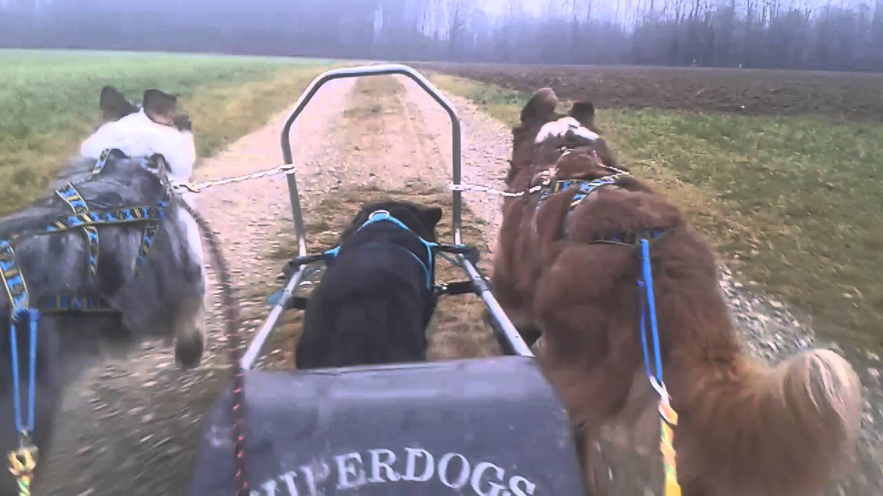 Dog Cart with 3 Dogs (Sacco Wagon) YouTube