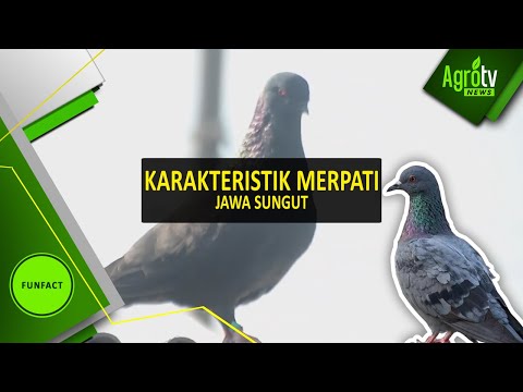 KARAKTERISTIK MERPATI JAWA SUNGUT