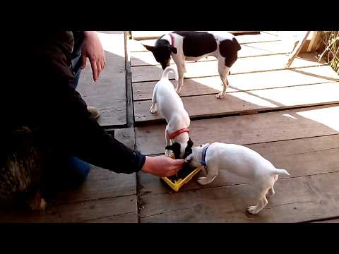 Vídeo: Como Alimentar Um Fox Terrier