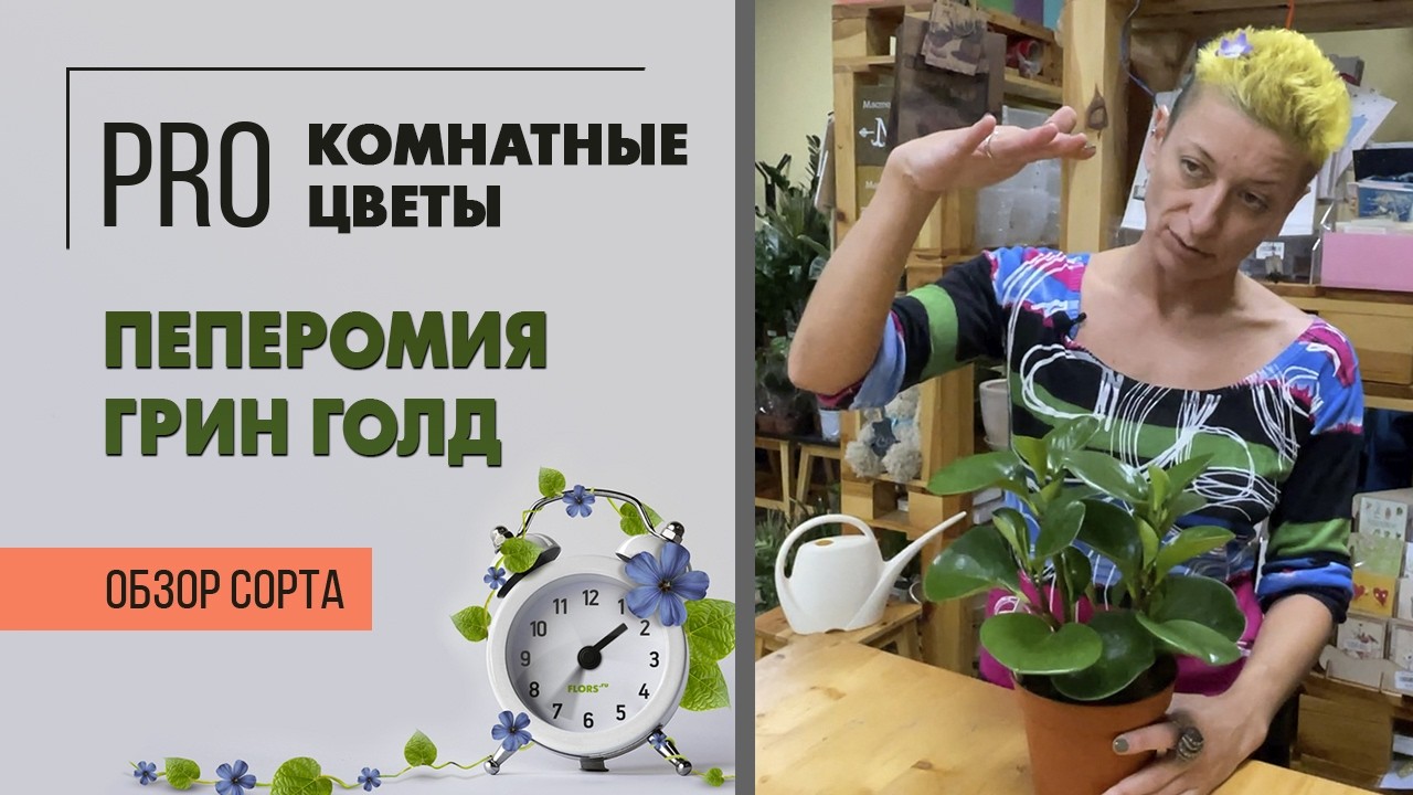 Пеперомия Грин Голд. Обзор сорта. Туполистная пеперомия - комнатное растение для новичков.