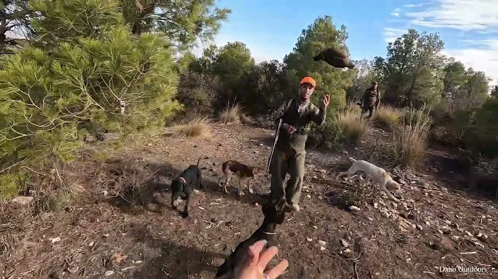 Chasse perdrix et lièvre 2024 avec chiens d’arrêts