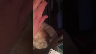 Kelli Mccarty, Kurt Cobain, Jesus Christ, God, Satan And The Whole Gang