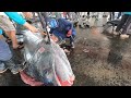 1000 pounds Monster Fish - Giant Bluefin Tuna , Marlin Fish Cutting