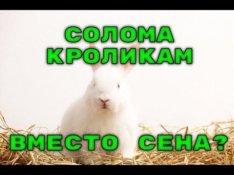 Видео: Кроликам нужна солома или сено?