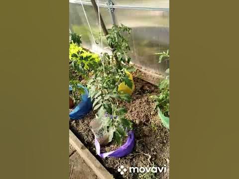 капельный полив, проще некуда!!! - YouTube