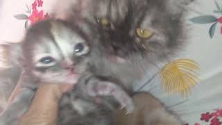 kitten's opening their eyes so cute #cute #cat #kitten #video by PETSLIFE CHANNEL 140 views 1 month ago 3 minutes, 7 seconds