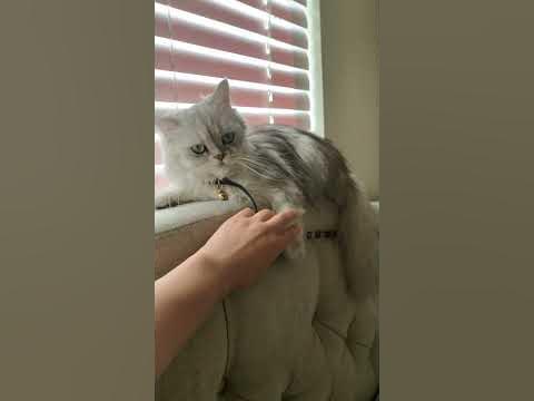 Persian cat attacking human - YouTube