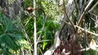 oktamarin