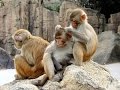 ТАЙЛАНД | ОСТРОВ ОБЕЗЬЯН | PATTAYA | ЭКСКУРСИЯ МАДАГАСКАР | MONKEY ISLAND