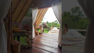 IMAGINE HAVING BREAKFAST WITH AN ELEPHANT 🐘🥹🤍 #shorts #thailand #elephant