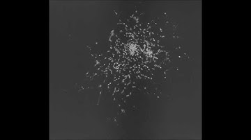 Electrical tree (bush-type) Serial Block-Face SEM cross-sections