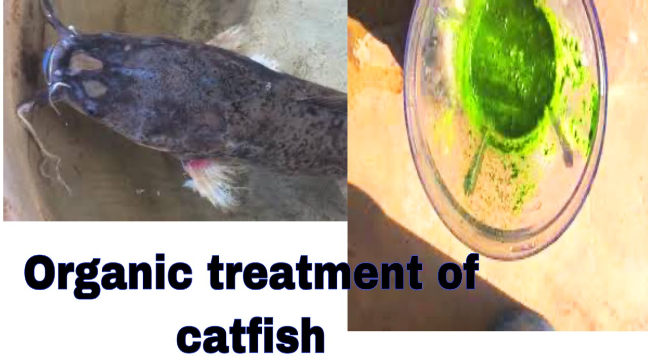 Organic Treatment Of Catfish How To Treat Catfish Diseases YouTube organic-treatment-of-catfish-how-to-treat-catfish-diseases-youtube