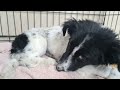 Лечим спасённых собак/ Ветклиника