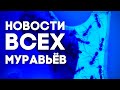 КАК ПОЖИВАЮТ МОИ МУРАВЬИ? МУРАВЬИНЫЕ НОВОСТИ: ЧТО С ФЕЙДОЛЯМИ, КАК РАСТУТ ИРИДОМИРМЕКСЫ И ПАРИУСЫ?