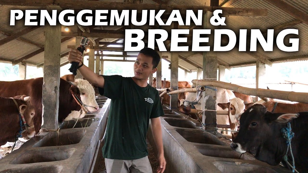 Bocoran Harga Sapi Pedet, Indukan, Tanen & Penggemukan di Kandang
