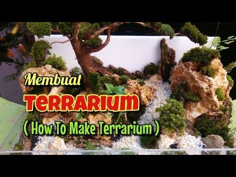membuat-terrarium-dengan-tanaman-dan-moss-untuk-pemula