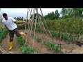 Cómo poner las cañas a las tomateras paso a paso/ guiado de los tomates