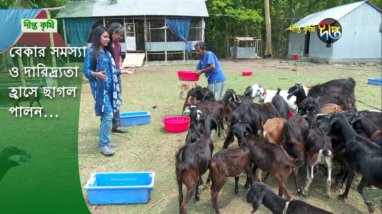 Deepto Krishi/দীপ্ত কৃষি - বেকার সমস্যা ও দারিদ্র্যতা হ্রাসে ছাগল পালন | ফরিদপুর | deeto tv