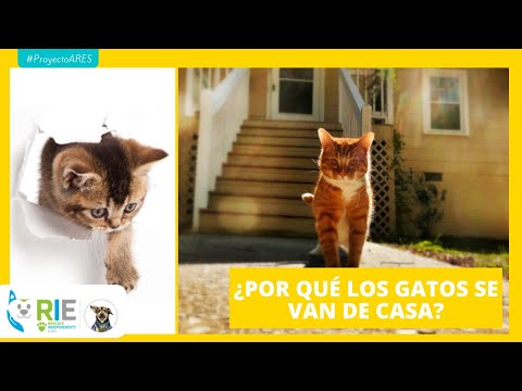 Video: ¿Qué significa cuando un gato se ríe?