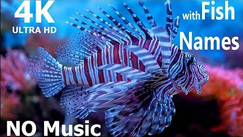 🔥 NO SOUND AQUARIUM | Fish With NAMES 🐠 | Aquarium 4K | NO SOUND VIDEO | RELAXING SCREENSAVER