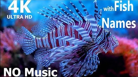 🔥 NO SOUND AQUARIUM | Fish With NAMES 🐠 | Aquarium 4K | NO SOUND VIDEO | RELAXING SCREENSAVER