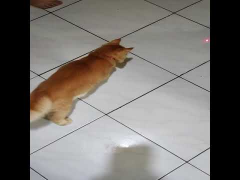 Video: Apakah pointer bagus untuk kucing?