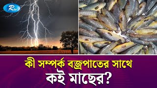 বৃষ্টি বা বজ্রপাতের সময় কই মাছ মাটিতে উঠে আসে কেন? | Fish | Rain | Rtv News