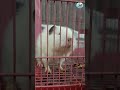 Redeyed hamsters | வண்ண மீன்கள் கண்காட்சி | Thiruvallur | Boattv #shorts