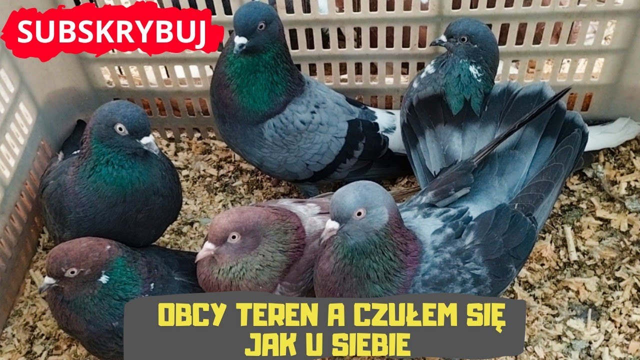 Targ Opatów 02.03.2025 Gołębie Papugi Kanarki Kury Króliki Kaczki Indyki Gęsi Pawie Bażanty Owce