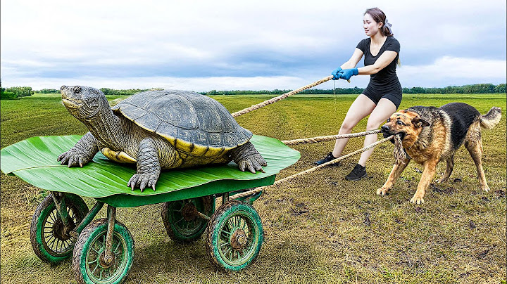Eating Turtle & Snake Together?! Rare Detox Dish You Can Only Eat Twice a Year!