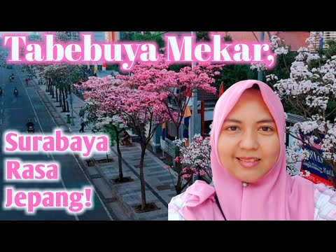  Bunga  Sakura  Tabebuya Bermekaran di Kota Surabaya  Setiap 