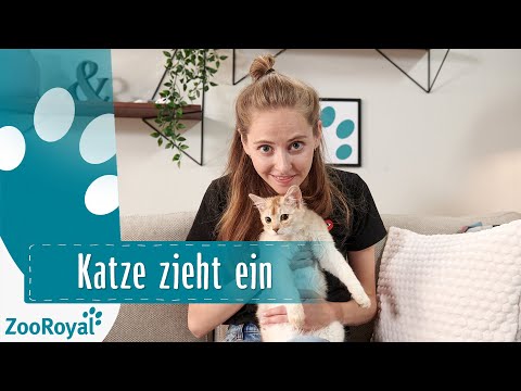 Katze zieht ein | Rund um die Katz mit Katzenbloggerin Ani | ZooRoyal