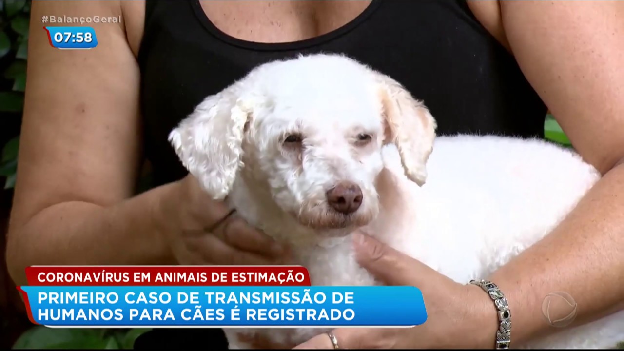 Diagnóstico de coronavírus em cão preocupa donos de pets - YouTube