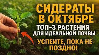 картинка: Сидераты в октябре: ТОП-3 растения для идеальной почвы. Успейте, пока не поздно!