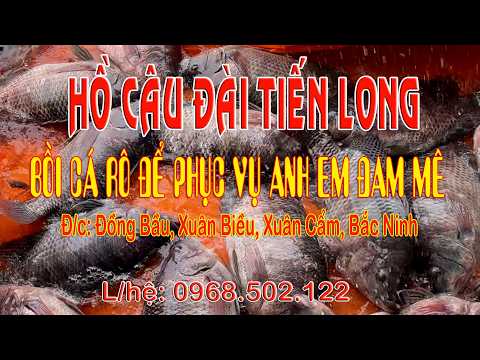 HỒ CÂU ĐÀI TIẾN LONG | Bồi cá Rô để phục vụ Anh em đam mê #fishing #fish