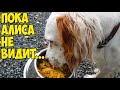 ЛИ СЯО. Лиса - Алиса. Еда из миски Алисы всегда вкусней для Белого. Забавные моменты.