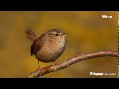 ATTRACTING BIRDS TO YOUR GARDEN