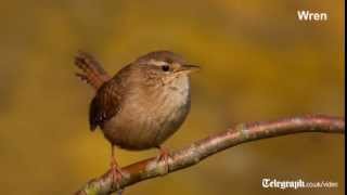 Want to brush up on your birdsong? here are the calls of some most
common birds in british gardens. every spring male will sing during
early...