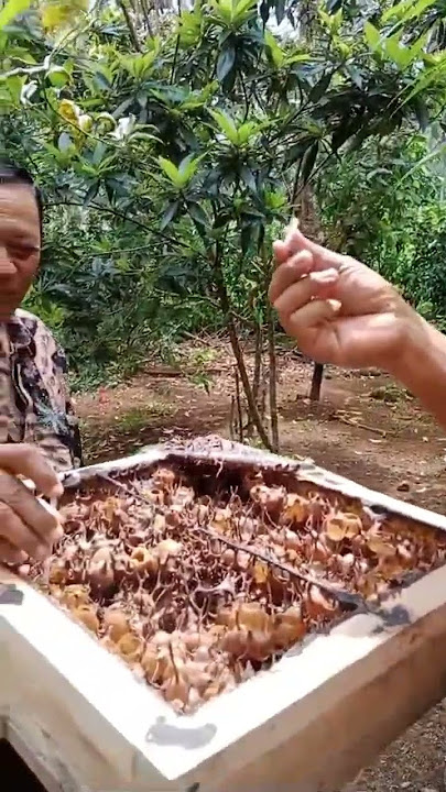Mencicipi madu klanceng #ternaklebah