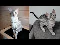 EGYPTIAN MAU CATS 2021 の動画、YouTube動画。