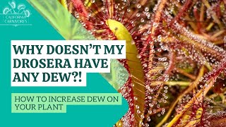 Why is my sundew not sticky? How to increase dew!