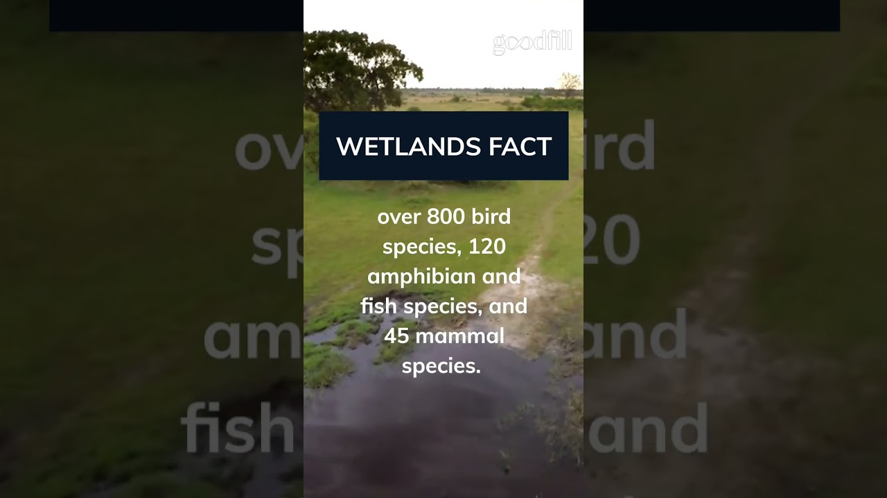 Wonders of South Africa’s 🇿🇦 wetlands and why we need to protect them 🐘. 