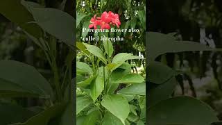 Jatropha Flower #shortsfeed #shortvideo