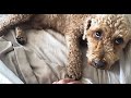 Dog wants to be petted all the time  miniature poodle teddy bungoo