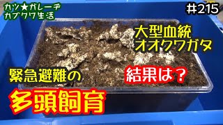 大型血統オオクワガタ緊急避難の多頭飼育の結果は？「カツ★ガレーヂカブクワ生活part215」【大型血統オオクワガタ】