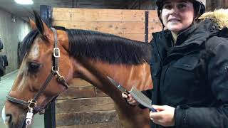 How To Cut A Perfectly Straight Mane Start To Finish Under 5 Min