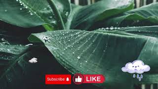 Calm Rain Sound For Sleeping & Relaxing  No ADS Black Screen