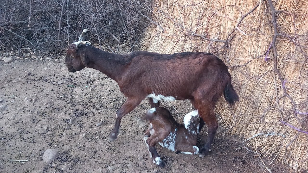 ChHow to earn money from goats 💰 🐐 || Goats Farming 🐐 